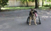 Собаке-инвалиду из Новомосковска вернули коляску