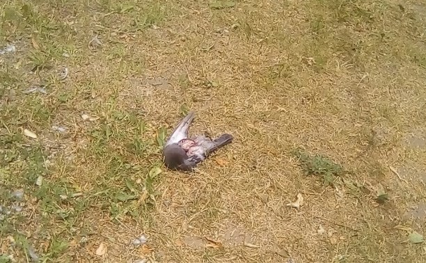 Комитет ветеринарии не заметил массовой гибели птиц в Новомосковске