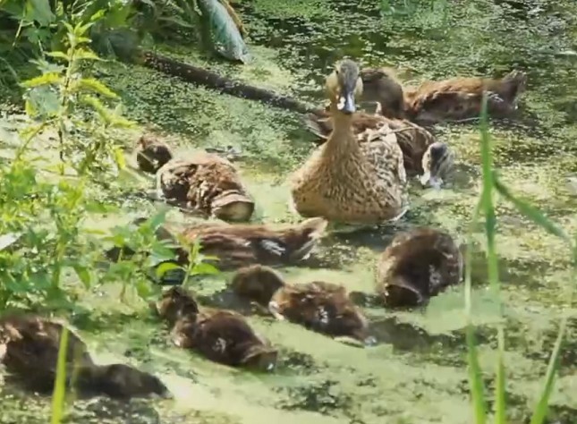 В Новомосковске на водоеме в Детском парке гостят утки
