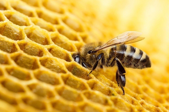 За гибель пчел пчеловоды Тульского региона получат компенсацию