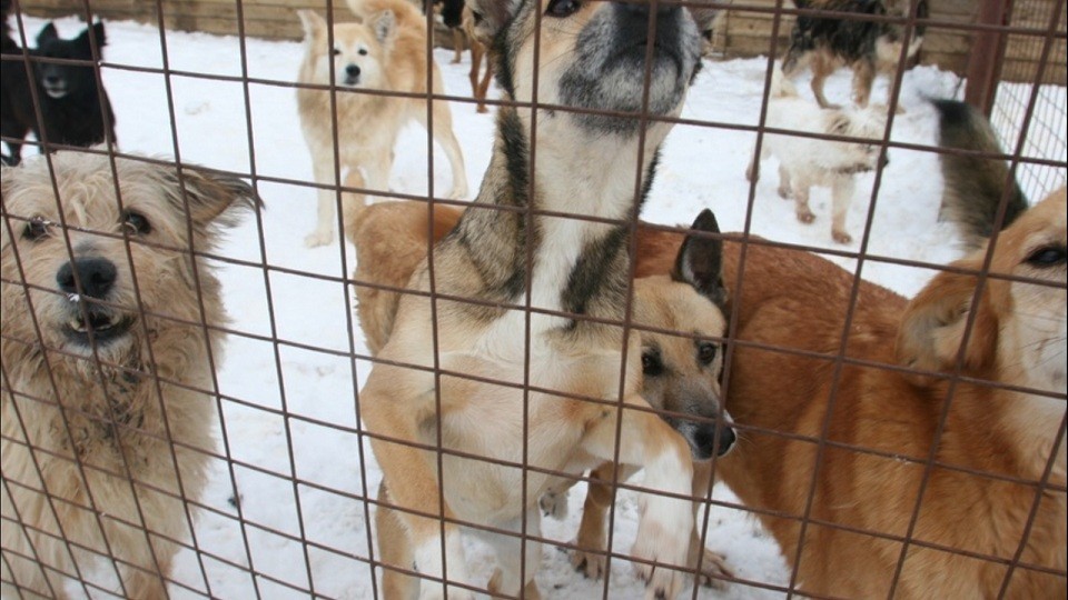 Под Кимовском закрывается приют для бездомных животных: 60 отловленных собак могут выпустить в Новомосковске и Донском