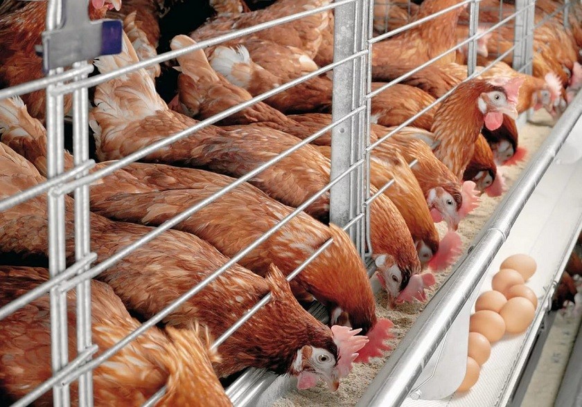 В Тульской области одна из птицефабрик начнет экономить на упаковке, есть проблемы с витаминами для кур