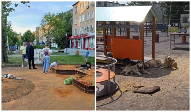 Детские площадки Новомосковска и Донского оккупировали собаки