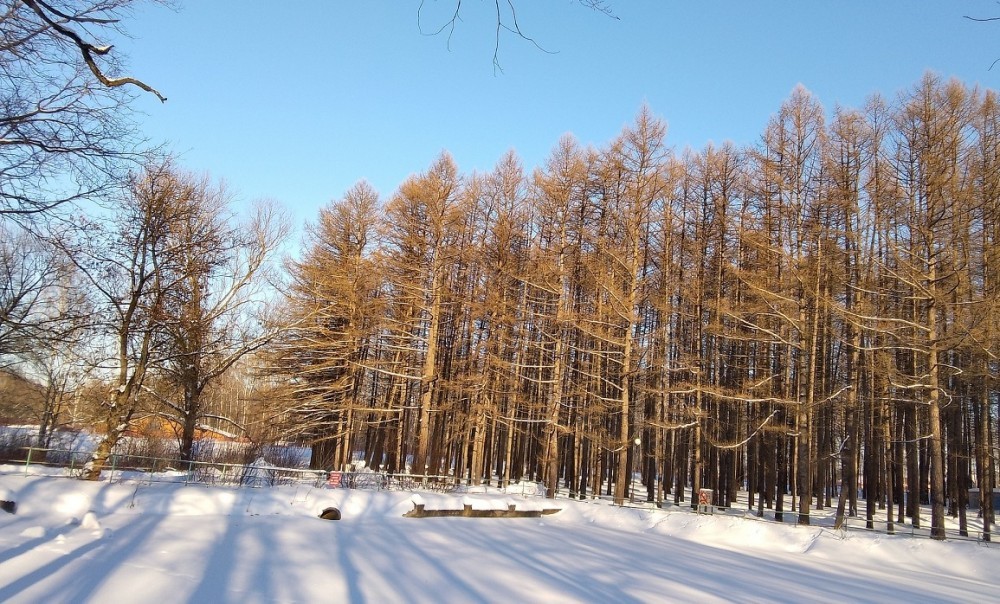 Погода в Новомосковске 22 января: солнечно и до -8