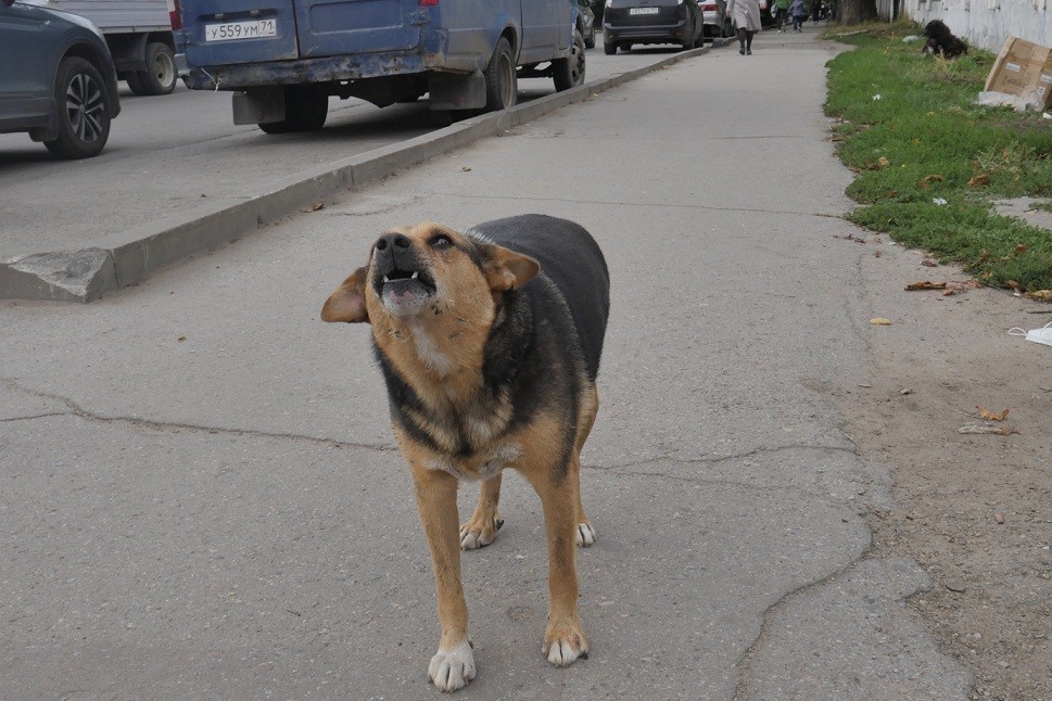 В Новомосковске собаки покусали троих детей