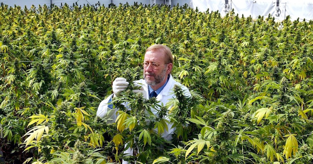 выращивание марихуаны в поле